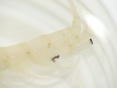Niphargidae