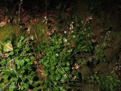 Saxifraga spathularis