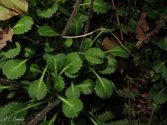 Saxifraga spathularis