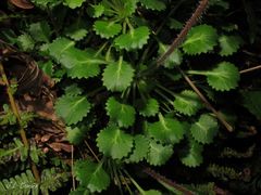 Saxifraga spathularis