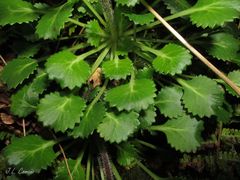 Saxifraga spathularis