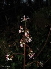 Saxifraga spathularis