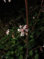 Saxifraga spathularis