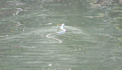 Natrix natrix