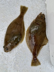 Citharichthys sordidus