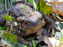 Bufo bufo