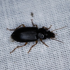 Anisodactylus verticalis