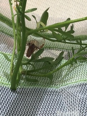 Dicromantispa interrupta