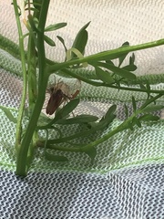 Dicromantispa interrupta