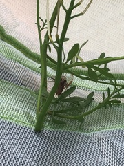 Dicromantispa interrupta