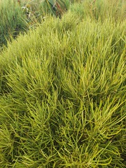 Olearia crosby-smithiana