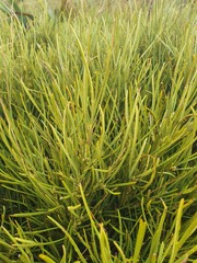 Olearia crosby-smithiana