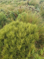 Olearia crosby-smithiana