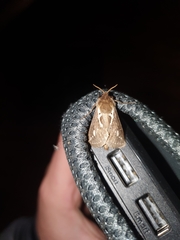 Eudalaca exul