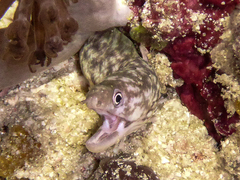 Gymnothorax chilospilus