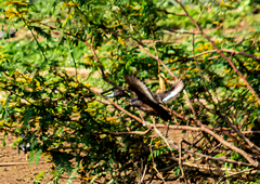 Netta erythrophthalma