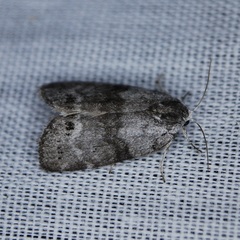 Polygrammate cadburyi