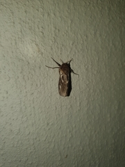 Eudalaca exul