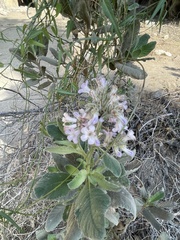 Eriodictyon trichocalyx