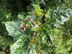 Solanum mitchellianum