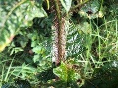 Solanum mitchellianum