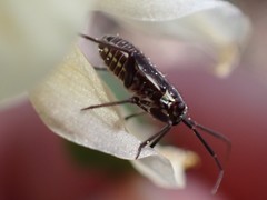 Capsodes