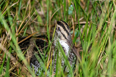 Gallinago undulata