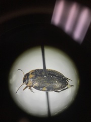 Nectoboreus aequinoctialis