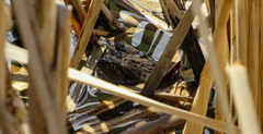 Bufo bufo