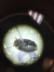 Nectoboreus aequinoctialis