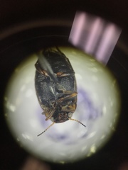 Nectoboreus aequinoctialis