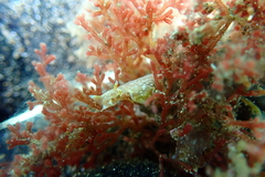 Aplysia elongata