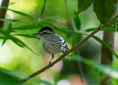 Herpsilochmus longirostris