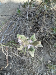 Eriodictyon trichocalyx