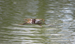Bufo bufo