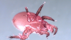 Parasitellus fucorum