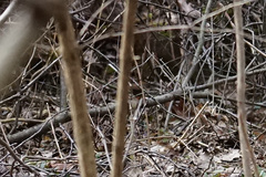 Troglodytes hiemalis