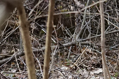 Troglodytes hiemalis