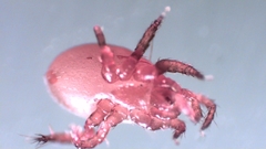 Parasitellus fucorum