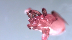 Parasitellus fucorum