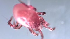 Parasitellus fucorum