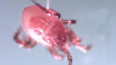 Parasitellus fucorum