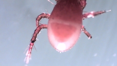 Parasitellus fucorum