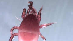 Parasitellus fucorum