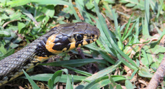 Natrix natrix