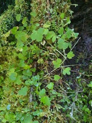 Ranunculus membranifolius