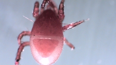 Parasitellus fucorum