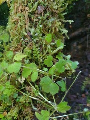 Ranunculus membranifolius