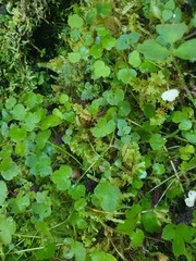 Ranunculus membranifolius