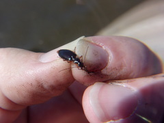 Platyninae